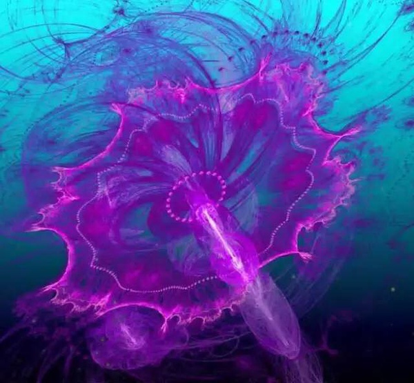 水母,就和水一樣